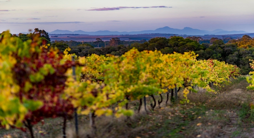 Duke's Vineyard Vineyard